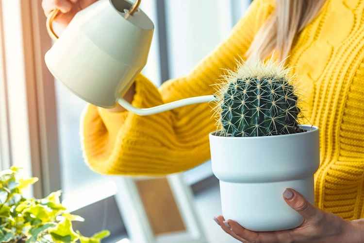 گیاهان مقاوم به کم آبی